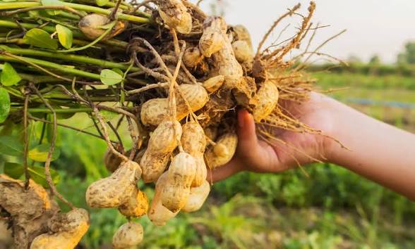 Groundnuts (peanuts)